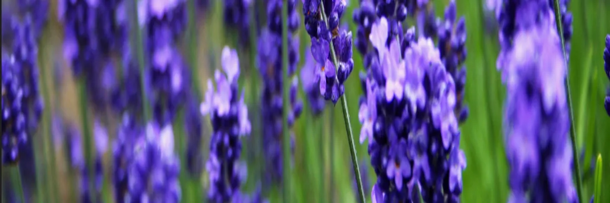 Image Cuisiniste sur mesure Grasse